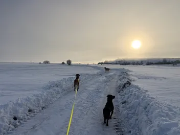 Crazy Dog Lady: How Two Became Three