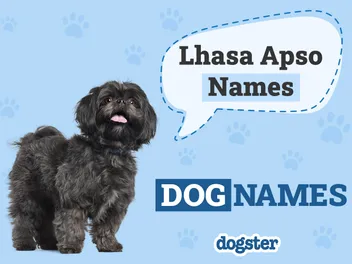 140+ Popular & Unique Lhasa Apso Names: Ideas for Petite and Loyal Dogs