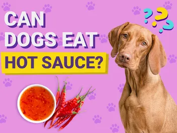 Can Dogs Eat Hot Sauce? Vet-Verified Health Facts