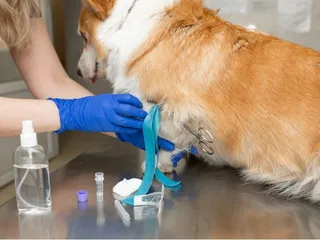 Can a Vaccinated Dog Get Rabies? Our Vet Explains the Facts