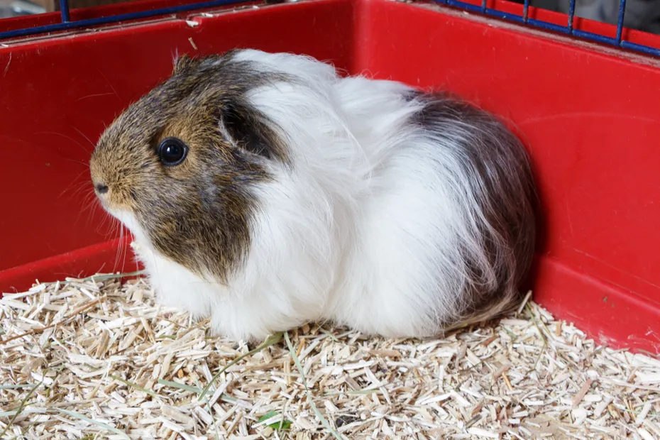 Grey and white guinea pig on litter in a cage
