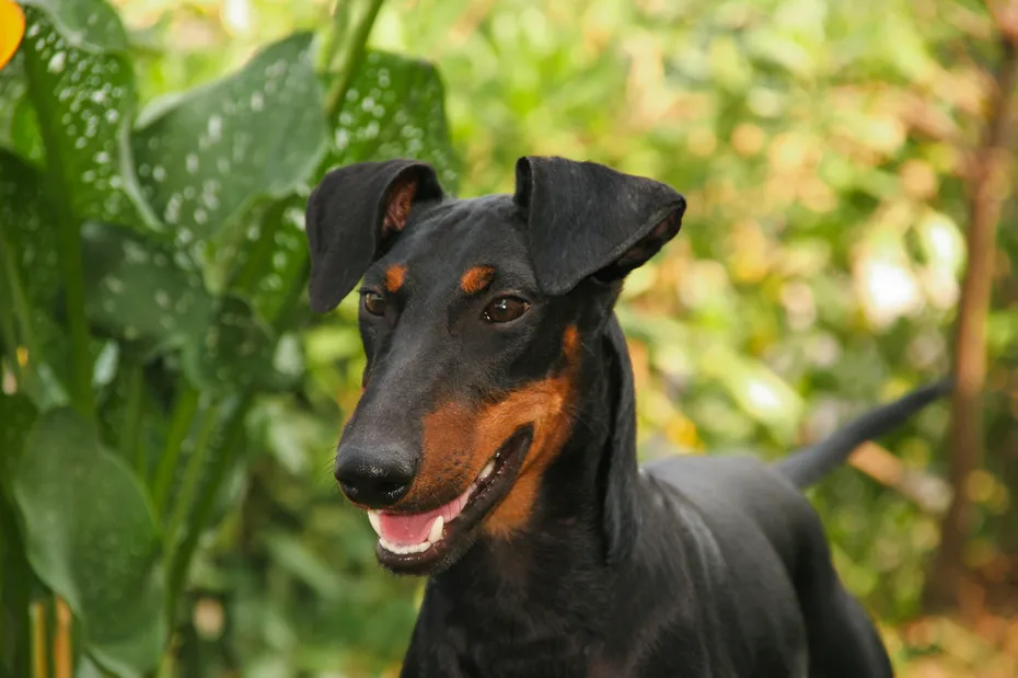 Portrait of a Manchester Terrier dog