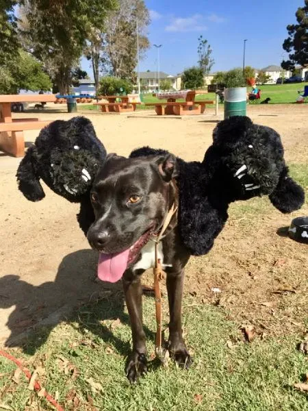 Dog with dirty paws lying in the grass