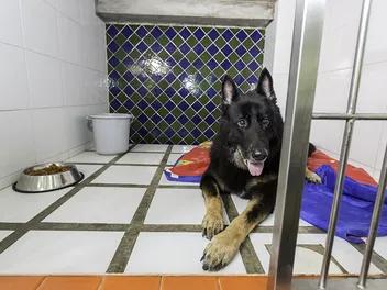 My Dog Died While Being Boarded: Whose Fault Is It & What to Do Next