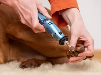 10 Best Dog Nail Grinders in 2026 - Reviews & Top Picks