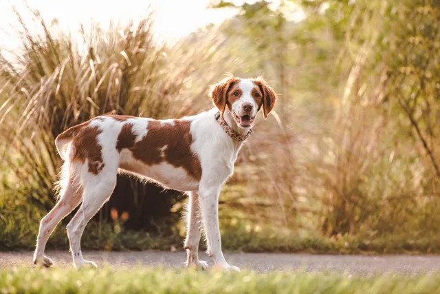 Brittany Spaniel (French Brittany) Dog Breed: Info, Pictures, Temperament & Care