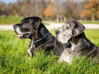 Will a Great Dane Be Good With Another Dog? Facts & Personality Traits