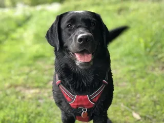 10 Types of Dog Personalities: Which One Is Your Dog?