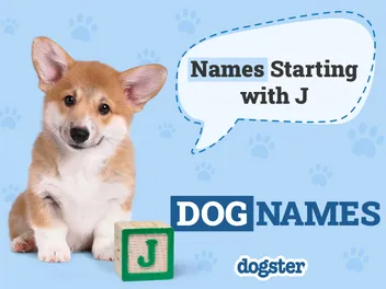 230+ Dog Names That Start With J for Your Joyous Pup!