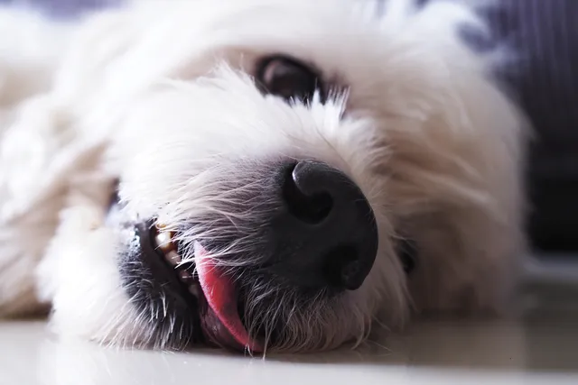 Can Anesthesia Cause Seizures in Dogs? Our Vet Explains