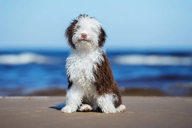 How to Keep Dogs Safe Around Water: 15 Essential Vet-Approved Tips