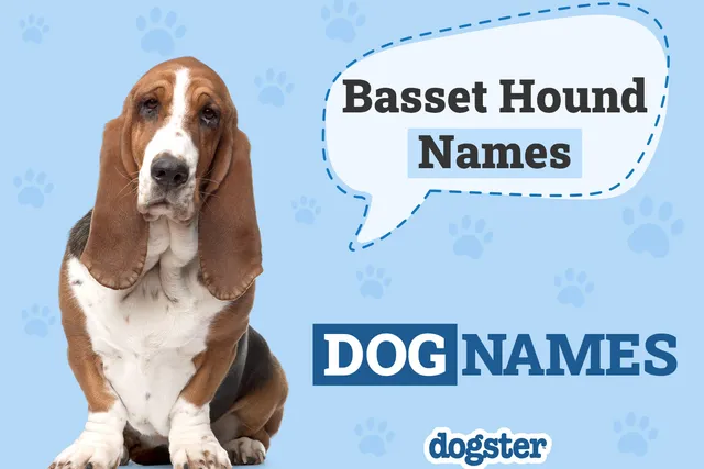 150+ Basset Hound Names: Unique & Fun Options