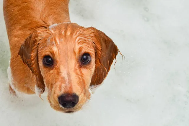 Can You Use Cat Shampoo on a Dog? Vet-Verified Safety & Effectiveness