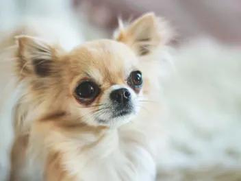 Why Do Chihuahuas Cry Tears? Vet-Verified Tips, Signs & Conditions