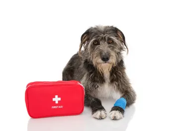 How to Clean a Dog Wound: 10 Vet-Approved Steps