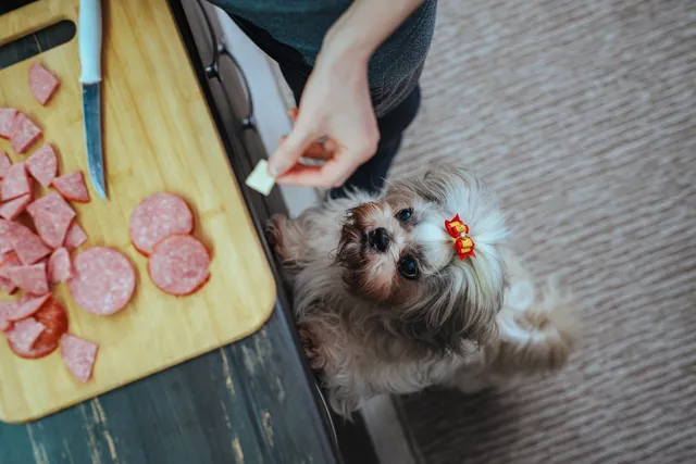 Why Is My Dog Stealing Food? 5 Vet-Verified Reasons