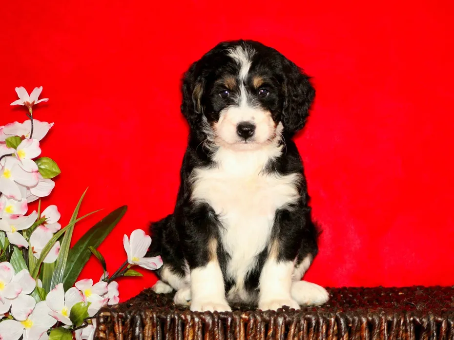 bernedoodle puppy in red background