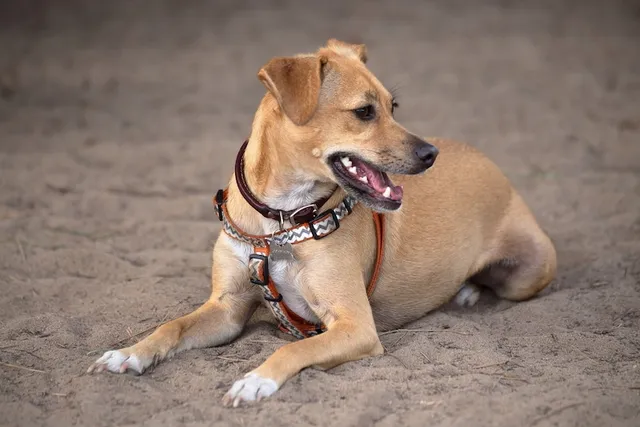 Italian Greagle Dog Breed: Info, Pictures, Care & More