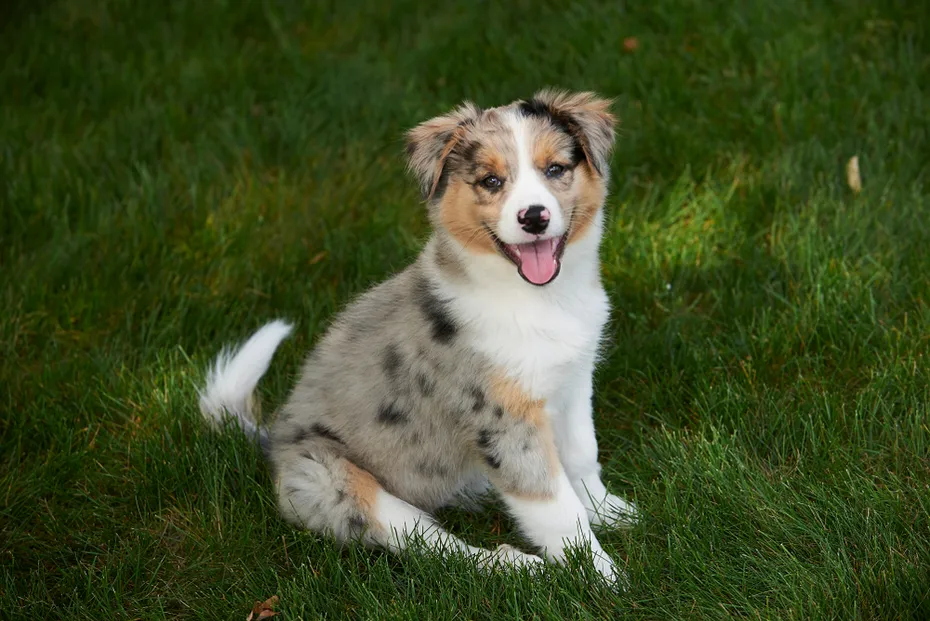Border collie Australian Shepherd mix puppy sitting on grass