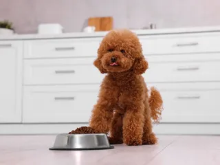 Feeding Your Maltipoo: A Vet-Approved Guide