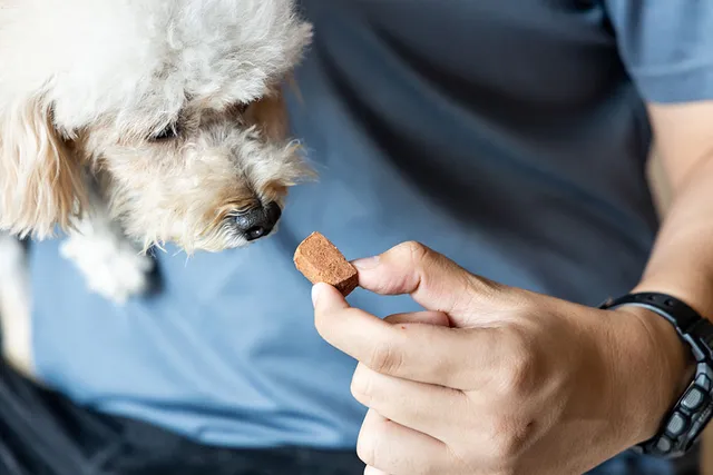 Can You Buy Heartworm Medicine Over the Counter for Dogs? Vet-Reviewed Facts & FAQ