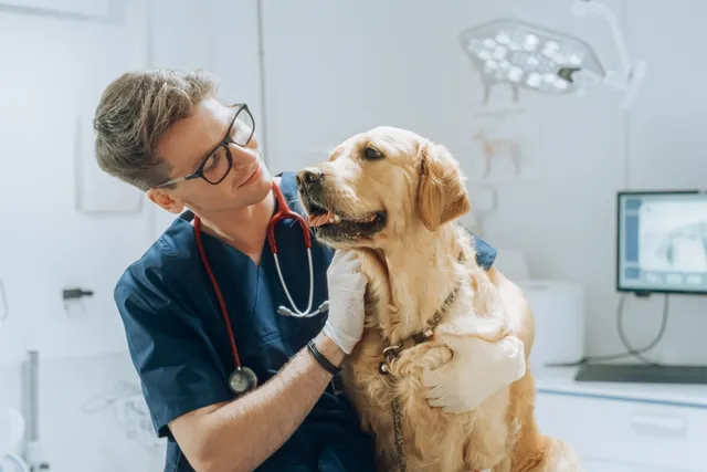 What Is the External Extraction Technique (XXT) & Why It Could Save Your Dog's Life