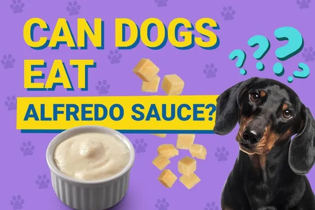 Can Dogs Eat Alfredo Sauce? Vet Reviewed Nutrition Facts