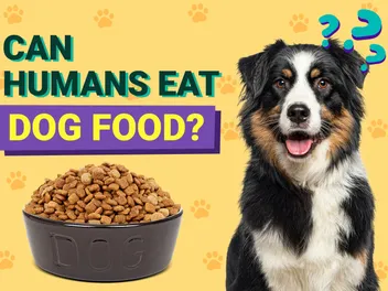 Can a Human Eat Dog Food? Vet-Approved Facts & FAQ