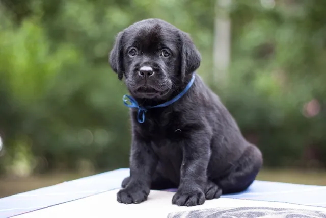 Labrador Retriever Puppies For Sale in Arizona: 2026 Breeders List