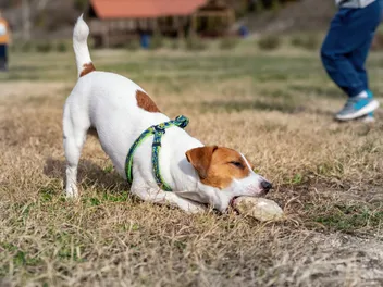 Why Do Dogs Eat Rocks? Reasons & How to Stop It