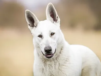 American White Shepherd Dog Breed: Info, Pictures, Care Guide & Traits