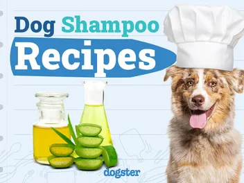 Homemade Dog Shampoo: 4 Simple Recipes