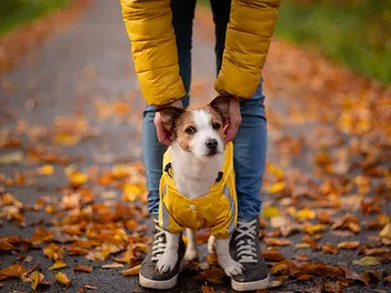 National Dogs in Yellow Day 2026: When It Is & How to Celebrate