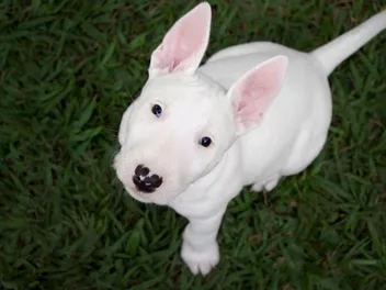 Are Bull Terriers Smart? Breed Intelligence Revealed