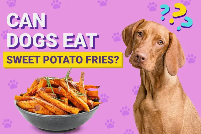 Can Dogs Eat Sweet Potato Fries? Vet-Verified Nutrition Facts & Better Options