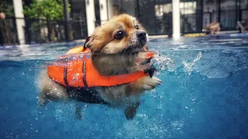 dog wearing life jacket swimming in the pool