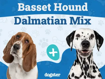 Bassmatian (Basset Hound & Dalmatian Mix): Info, Pictures, Care & More