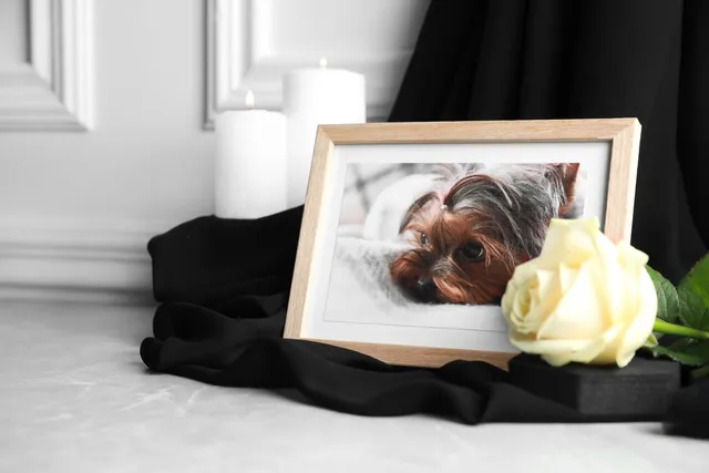 National Pet Memorial Day: When Is It & What to Do