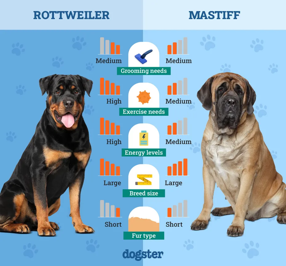 Dogster_Side by Side Comparison_ Rottweiler vs Mastiff