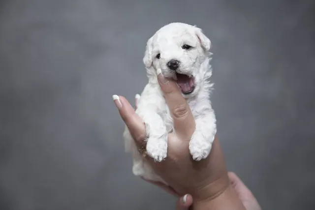 How to Choose a Puppy From a Litter (3 Vet-Approved Tips)