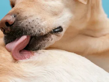 Why Do Dogs Lick Their Own Wounds? Vet-Verified Facts & Management Solutions