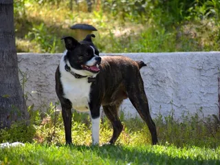 Bochi (Boston Terrier & Chihuahua Mix) Dog Breed: Info, Pictures, Care Guide & Traits