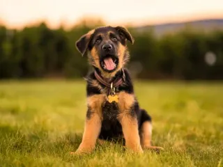 16 Worst Dog Breeds for a First-Time Dog Owner (With Info & Pictures)