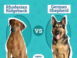 Rhodesian Ridgeback vs. German Shepherd: Key Differences (with Pictures)