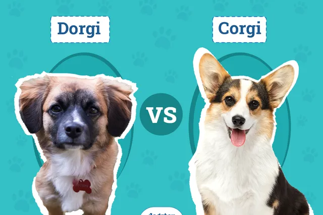 Dorgi vs Corgi: Key Differences & Similarities (With Pictures)