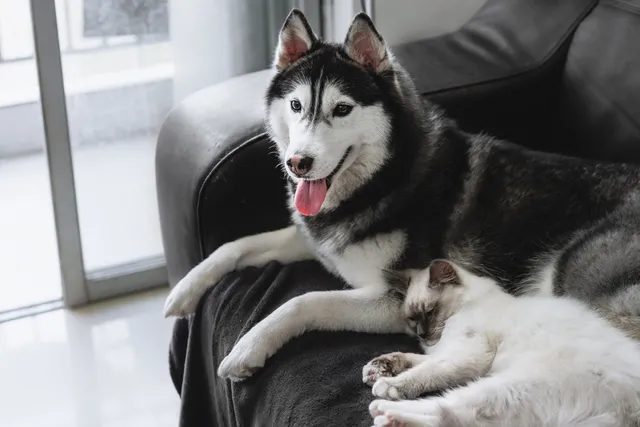 Why Does My Dog Steal My Spot? 7 Possible Reasons & What to Do