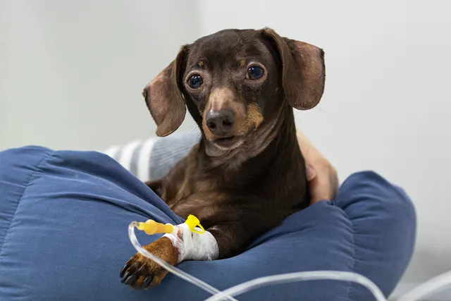 Are There Side Effects of Anesthesia in Dogs? Our Vet Explains Care Tips & FAQ