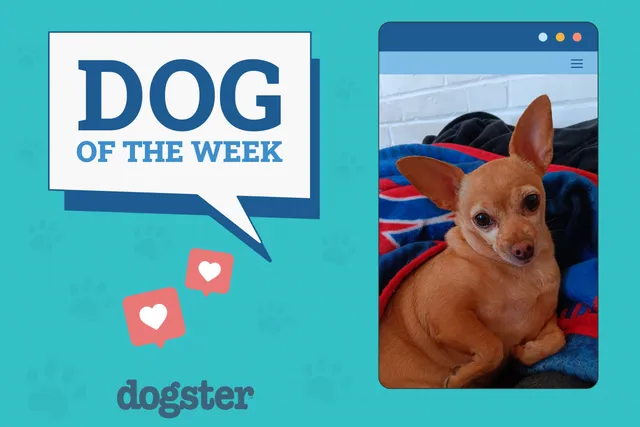 Dogster Photo Contest: Dogs of the Week Winners (December 12, 2024)