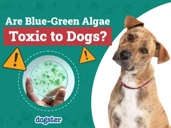 Blue-Green Algae & Dogs: Vet-Reviewed Toxicity Signs, Causes & Treatment
