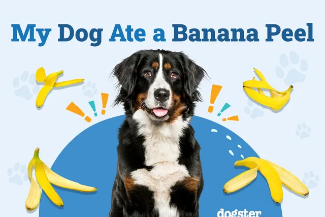 My Dog Ate a Banana Peel: Vet-Reviewed Signs, Complications & Risks